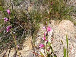 Watsonia borbonica subsp. borbonica making the most of its conditions